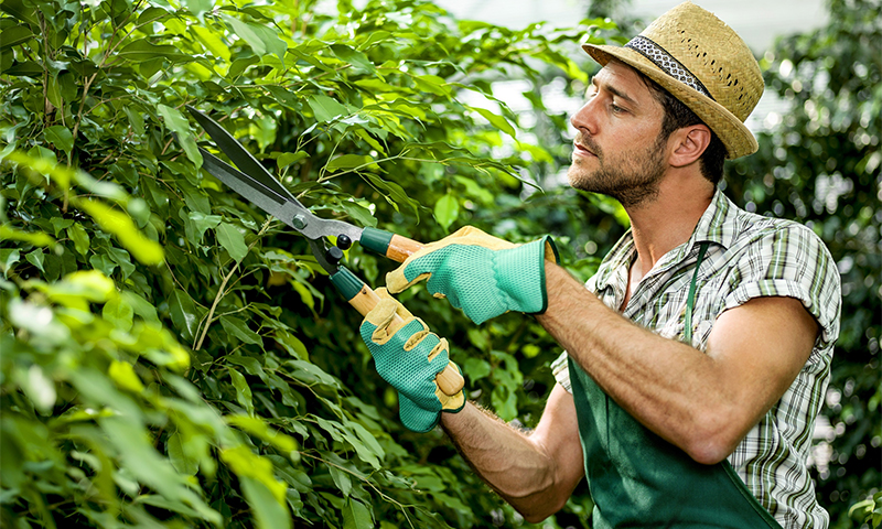 Options de taille de jardin