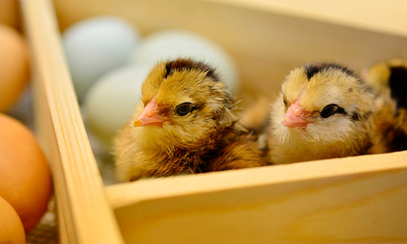 Incubateurs